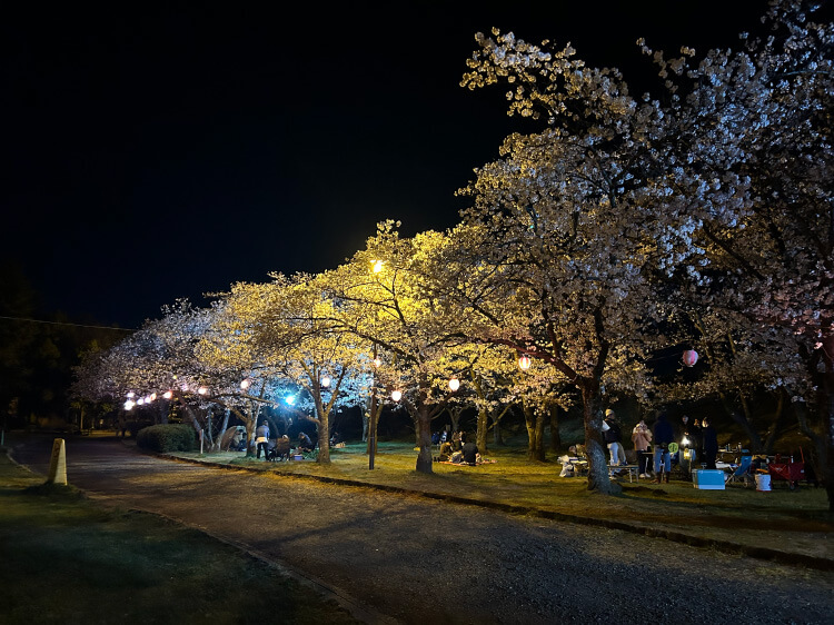 桜のライトアップ